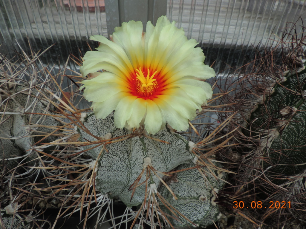 Cacti and Sukkulent in Köln, every day new flowers in the greenhouse Part 267 Bild8736