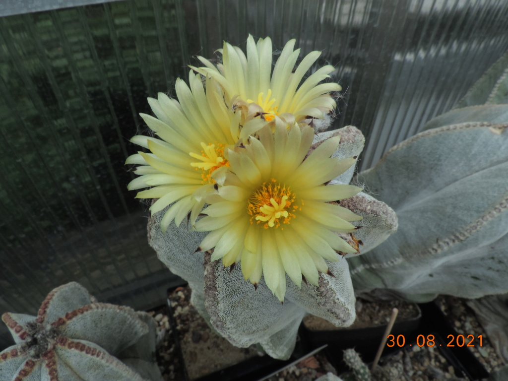 Cacti and Sukkulent in Köln, every day new flowers in the greenhouse Part 267 Bild8738