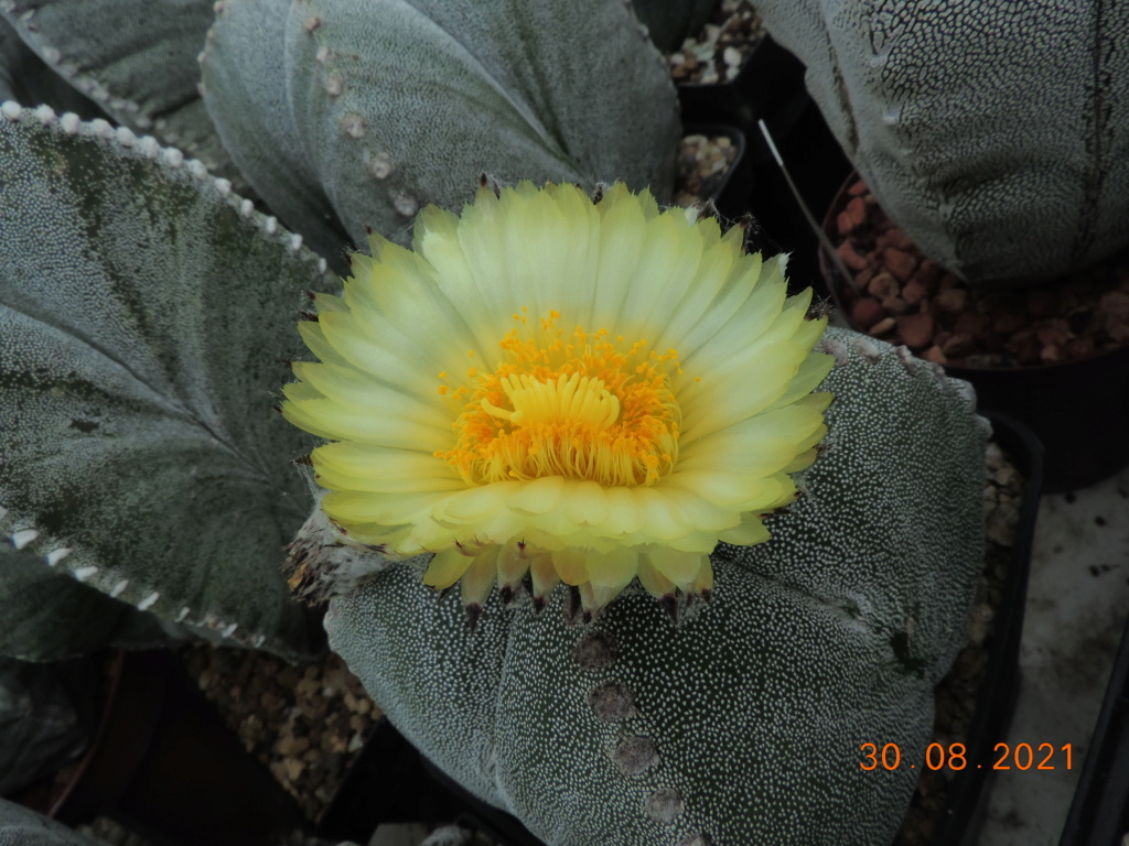 Cacti and Sukkulent in Köln, every day new flowers in the greenhouse Part 267 Bild8740