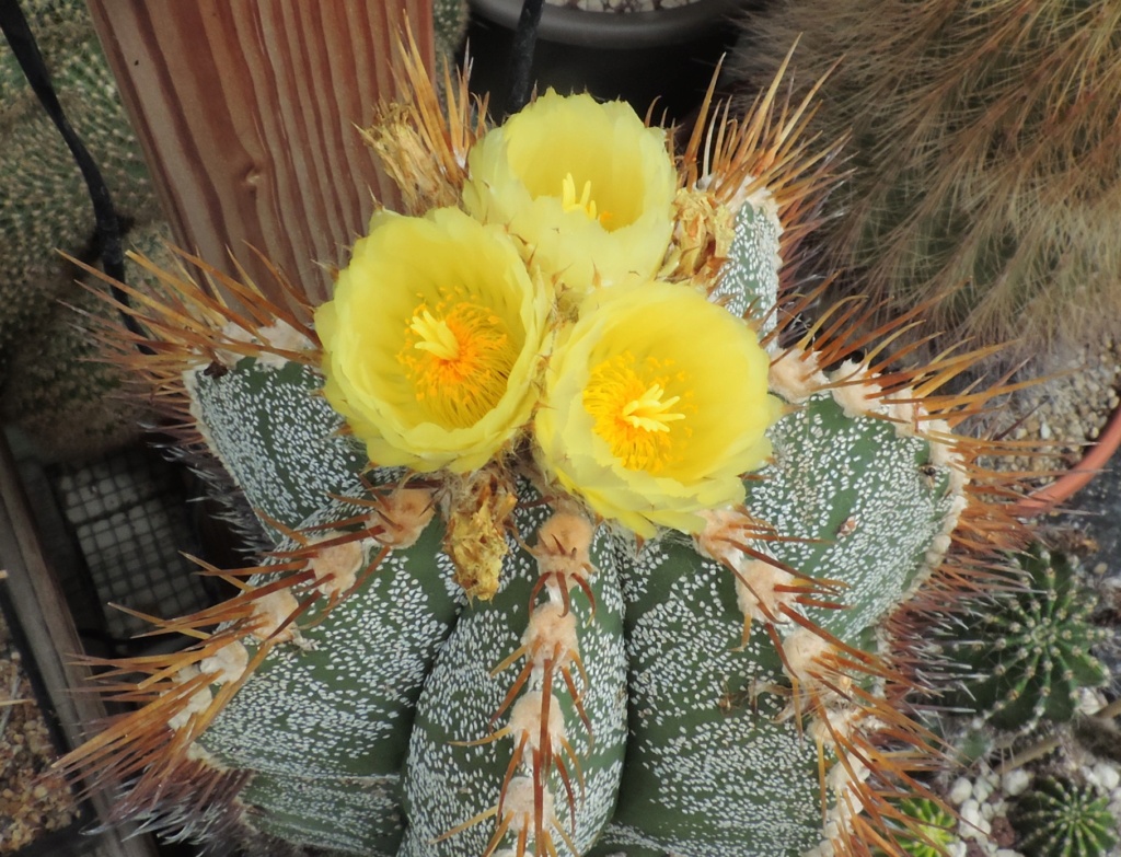 Cacti and Sukkulent in Köln, every day new flowers in the greenhouse Part 267 Bild8748