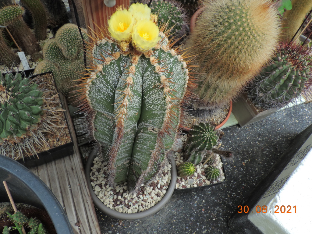 Cacti and Sukkulent in Köln, every day new flowers in the greenhouse Part 267 Bild8749
