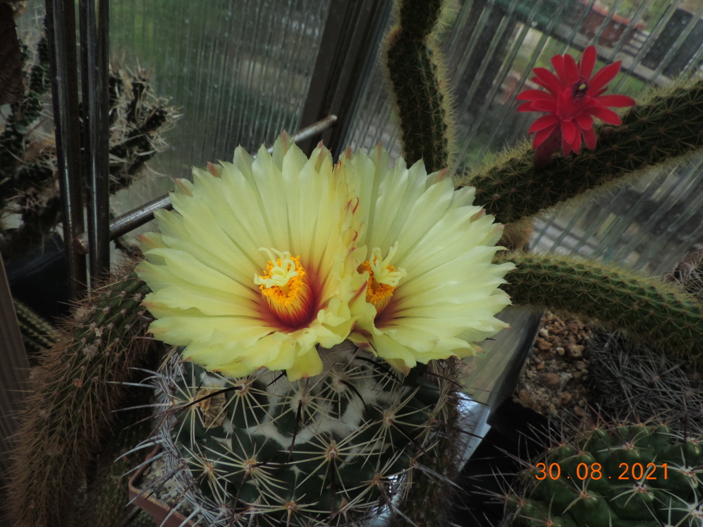 Cacti and Sukkulent in Köln, every day new flowers in the greenhouse Part 267 Bild8750