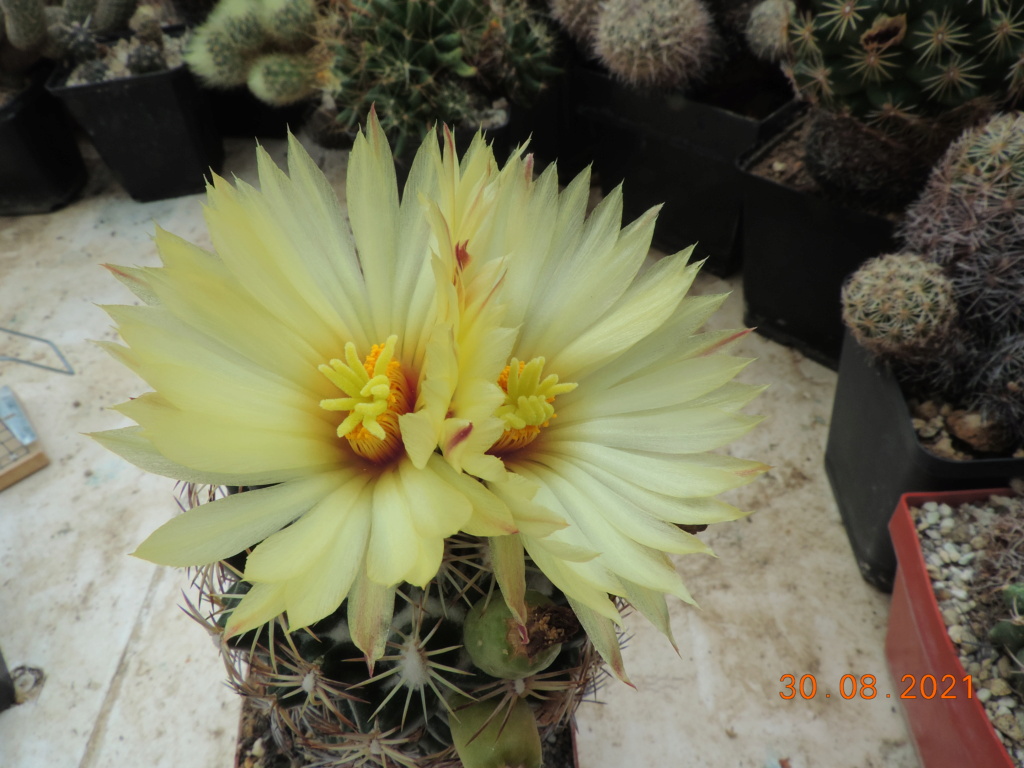 Cacti and Sukkulent in Köln, every day new flowers in the greenhouse Part 267 Bild8753