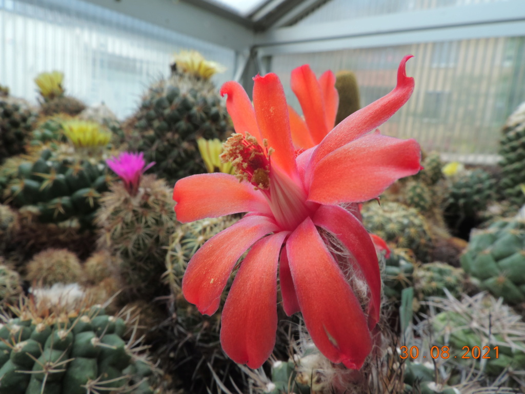 Cacti and Sukkulent in Köln, every day new flowers in the greenhouse Part 267 Bild8755