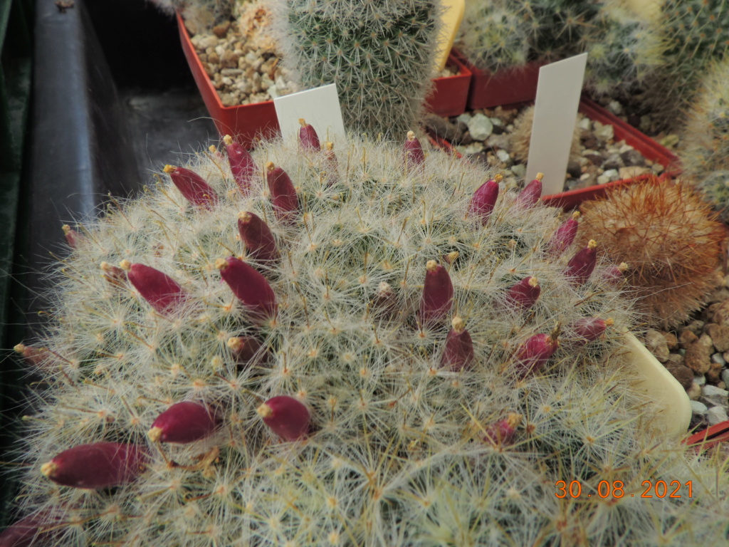 Cacti and Sukkulent in Köln, every day new flowers in the greenhouse Part 267 Bild8759