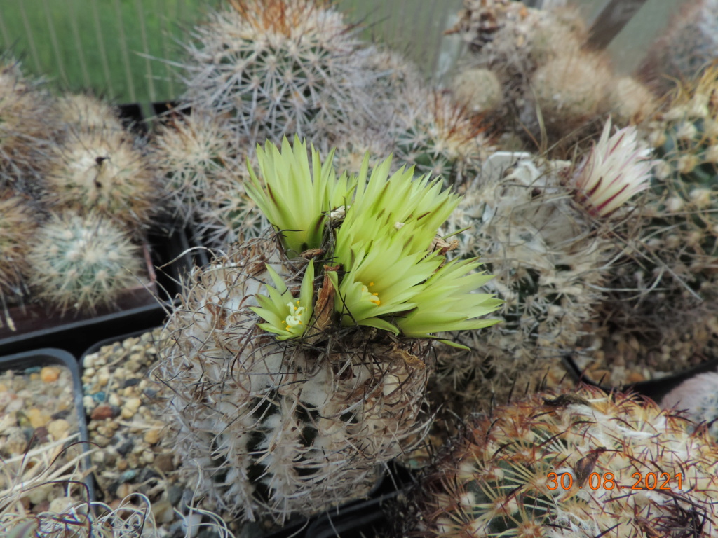 Cacti and Sukkulent in Köln, every day new flowers in the greenhouse Part 267 Bild8762