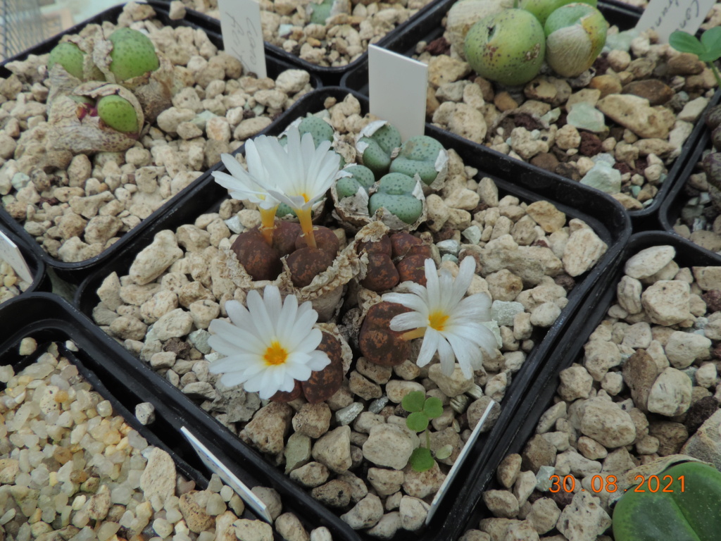Cacti and Sukkulent in Köln, every day new flowers in the greenhouse Part 267 Bild8764