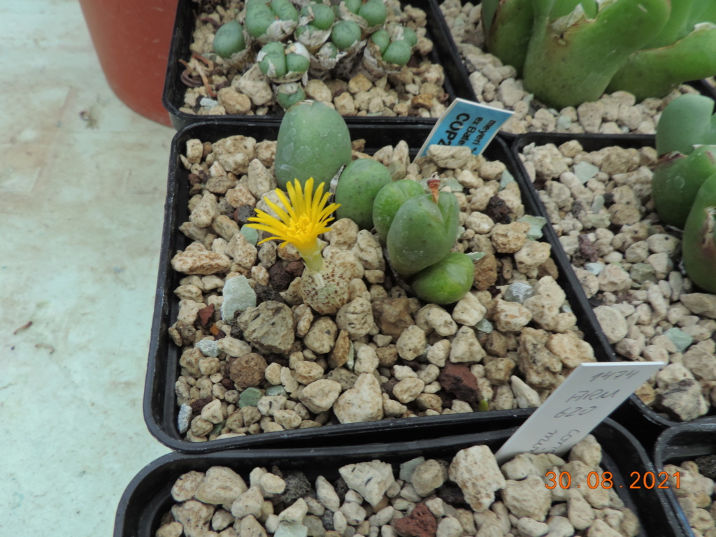 Cacti and Sukkulent in Köln, every day new flowers in the greenhouse Part 267 Bild8765
