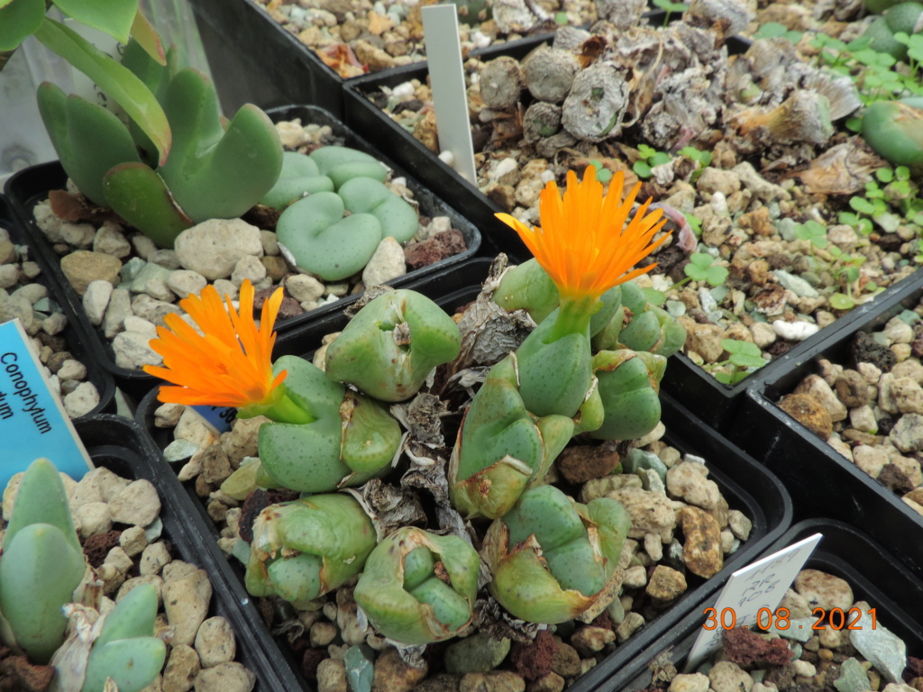 Cacti and Sukkulent in Köln, every day new flowers in the greenhouse Part 267 Bild8766