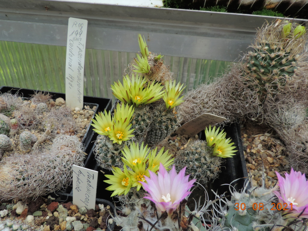 Cacti and Sukkulent in Köln, every day new flowers in the greenhouse Part 267 Bild8769