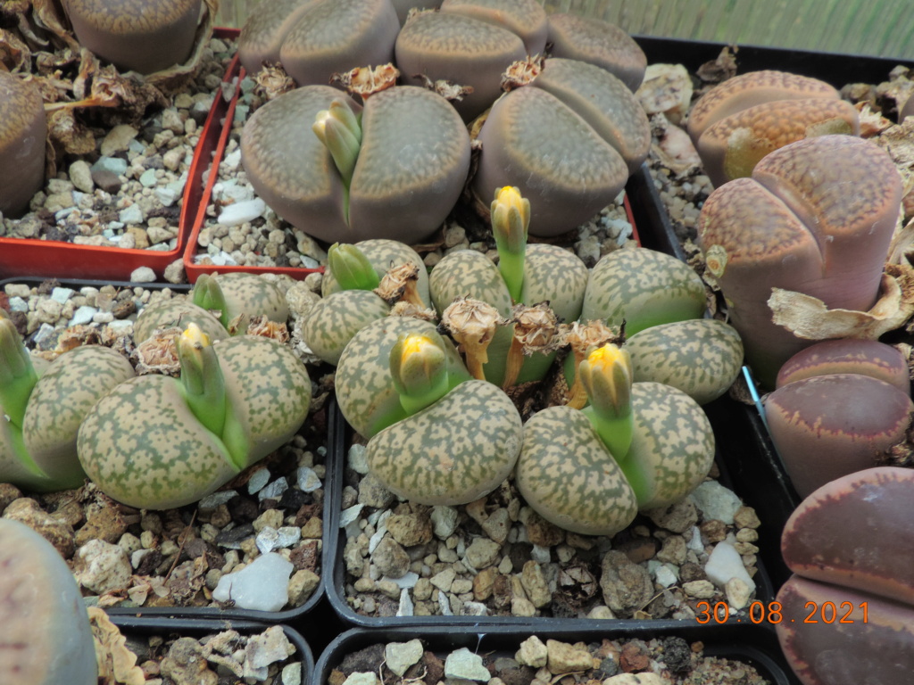 Cacti and Sukkulent in Köln, every day new flowers in the greenhouse Part 267 Bild8773