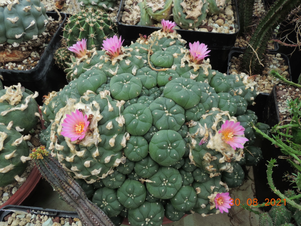 Cacti and Sukkulent in Köln, every day new flowers in the greenhouse Part 267 Bild8776
