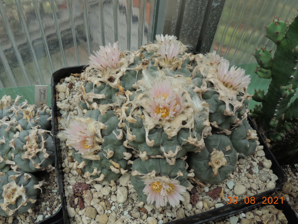 Cacti and Sukkulent in Köln, every day new flowers in the greenhouse Part 267 Bild8777