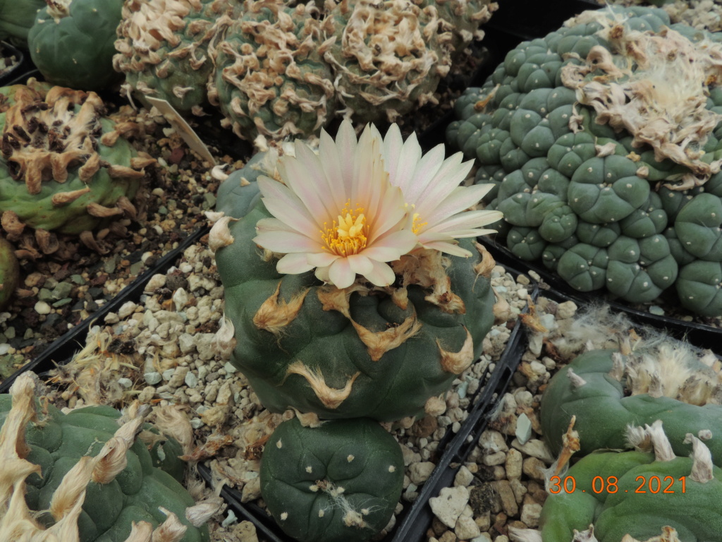 Cacti and Sukkulent in Köln, every day new flowers in the greenhouse Part 267 Bild8778