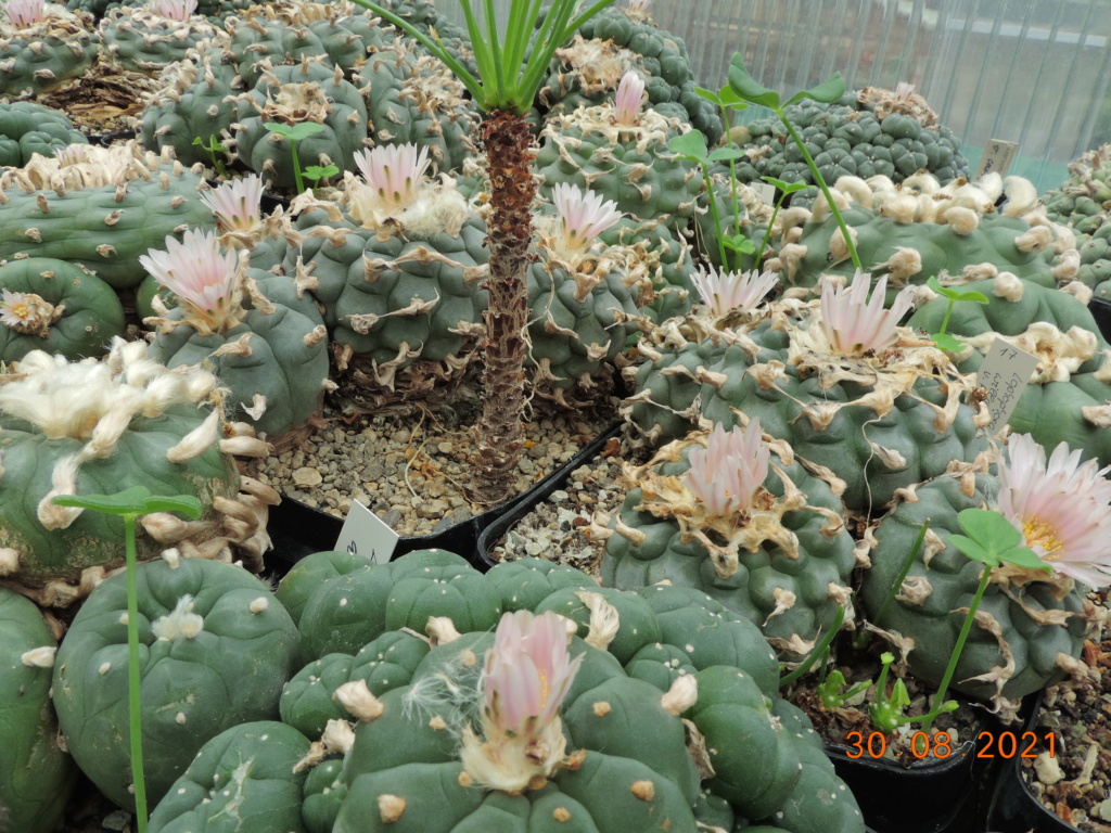 Cacti and Sukkulent in Köln, every day new flowers in the greenhouse Part 267 Bild8779