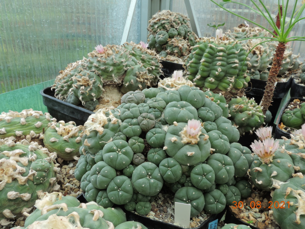 Cacti and Sukkulent in Köln, every day new flowers in the greenhouse Part 267 Bild8781