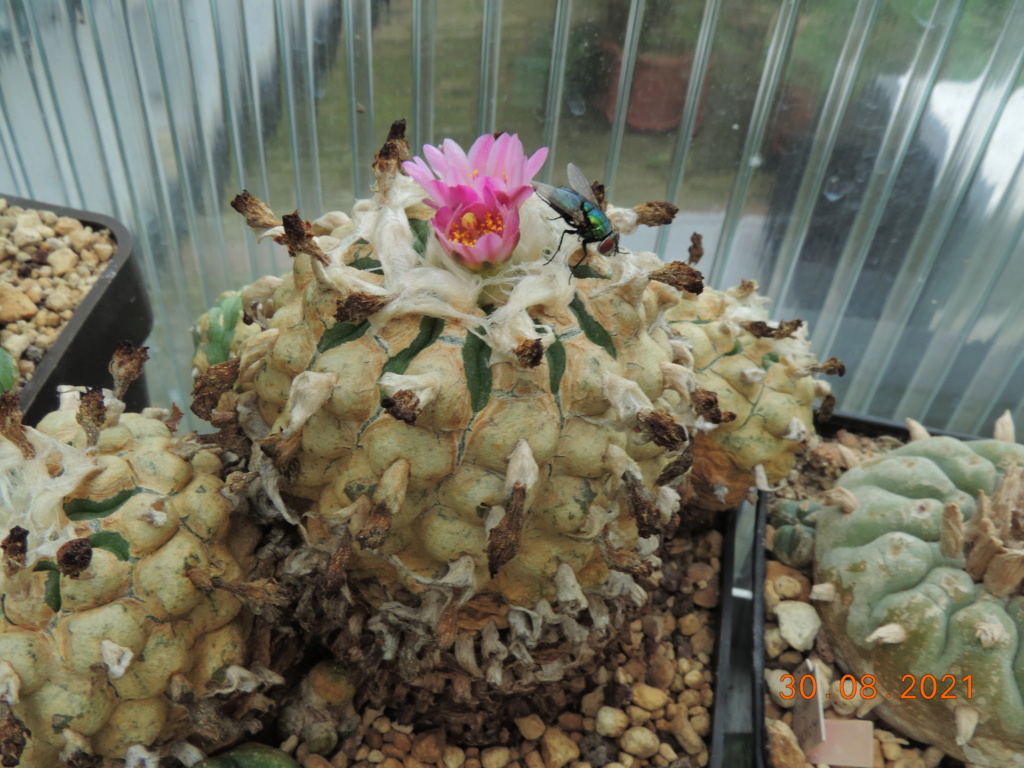 Cacti and Sukkulent in Köln, every day new flowers in the greenhouse Part 267 Bild8783