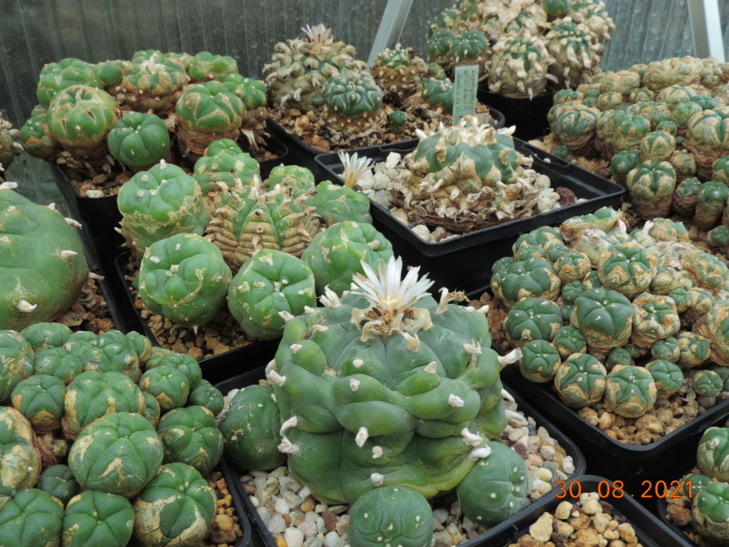 Cacti and Sukkulent in Köln, every day new flowers in the greenhouse Part 267 Bild8784