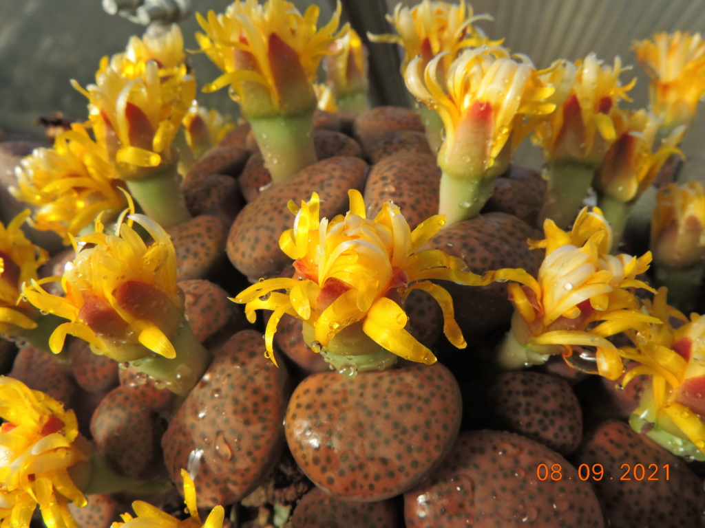 Cacti and Sukkulent in Köln, every day new flowers in the greenhouse Part 267 Bild8785