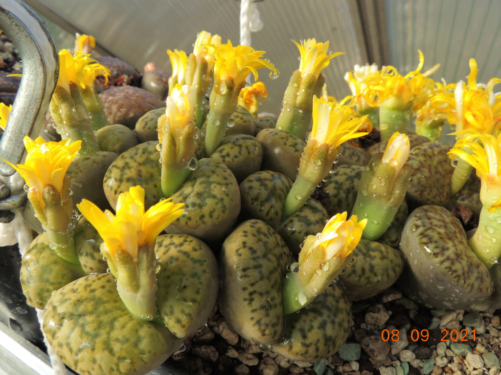 Cacti and Sukkulent in Köln, every day new flowers in the greenhouse Part 267 Bild8787