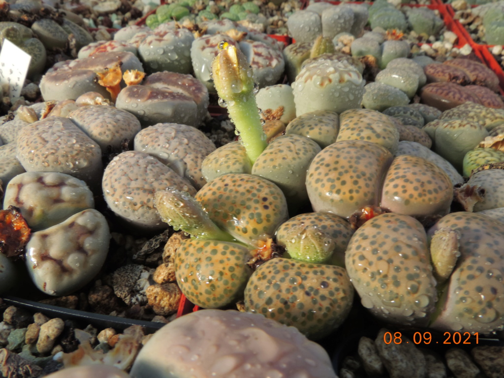 Cacti and Sukkulent in Köln, every day new flowers in the greenhouse Part 267 Bild8792