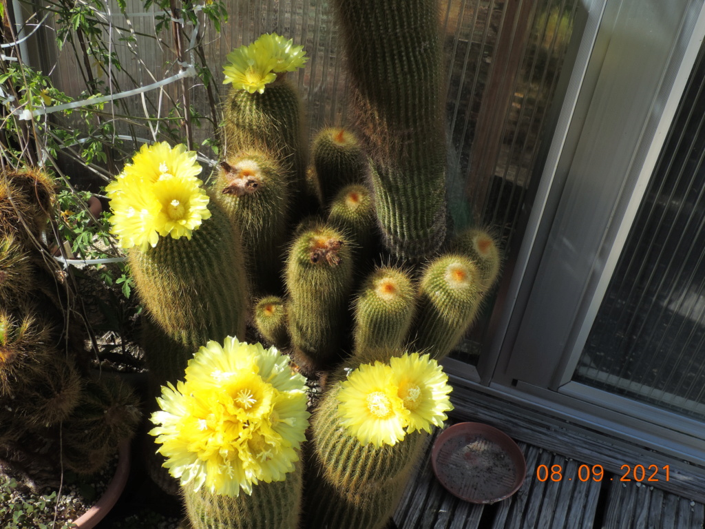 Cacti and Sukkulent in Köln, every day new flowers in the greenhouse Part 267 Bild8803