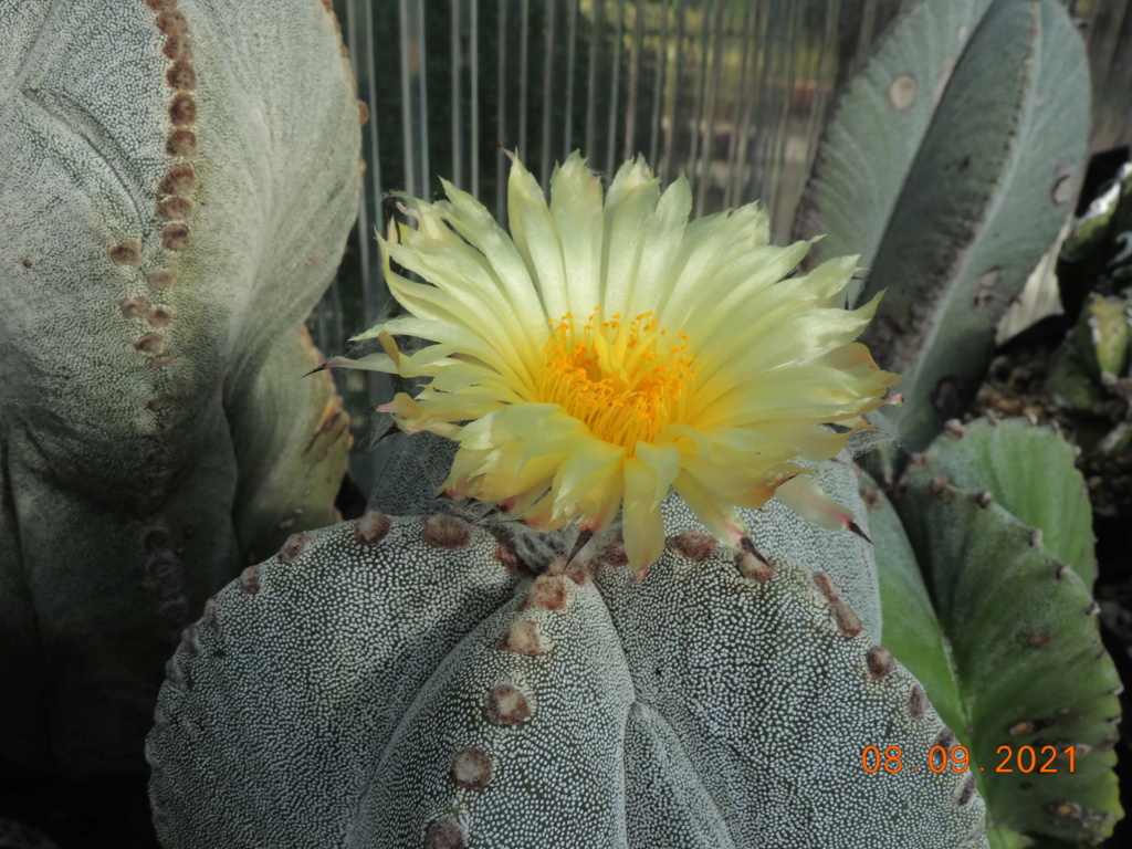 Cacti and Sukkulent in Köln, every day new flowers in the greenhouse Part 267 Bild8806