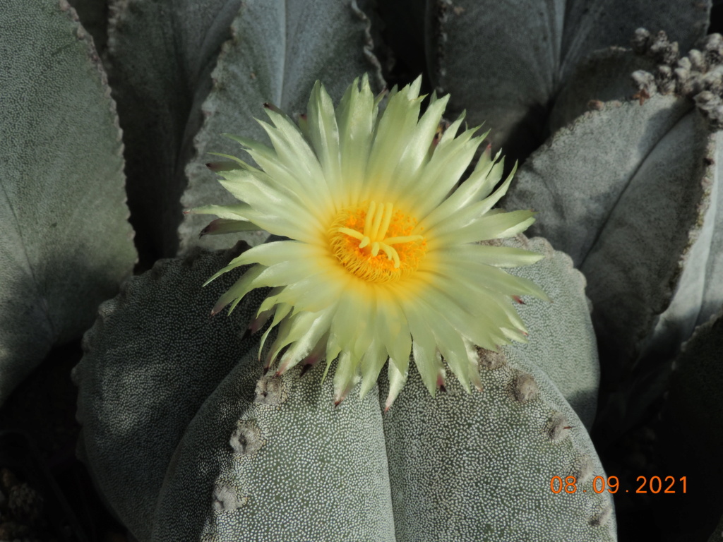 Cacti and Sukkulent in Köln, every day new flowers in the greenhouse Part 267 Bild8807