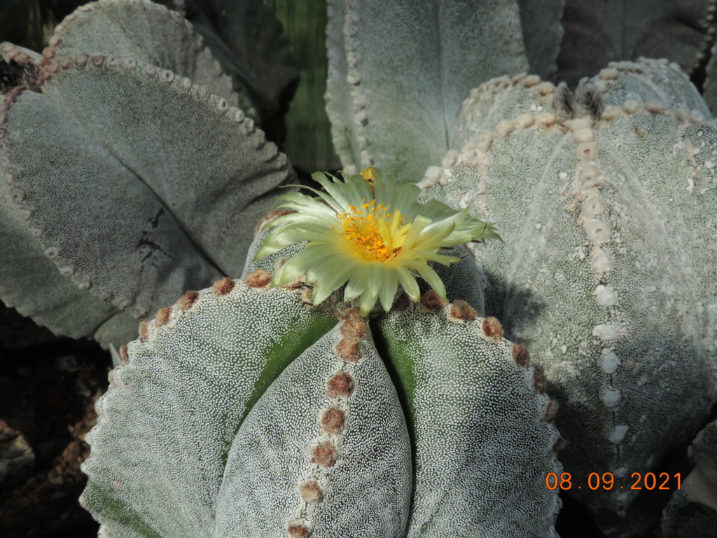 Cacti and Sukkulent in Köln, every day new flowers in the greenhouse Part 267 Bild8808
