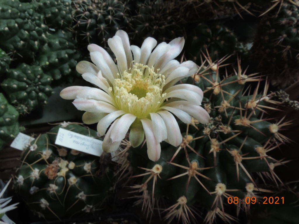 Cacti and Sukkulent in Köln, every day new flowers in the greenhouse Part 267 Bild8810