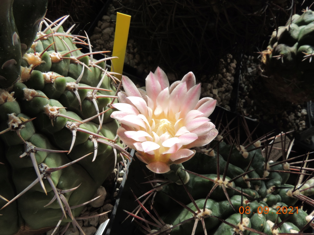 Cacti and Sukkulent in Köln, every day new flowers in the greenhouse Part 267 Bild8813