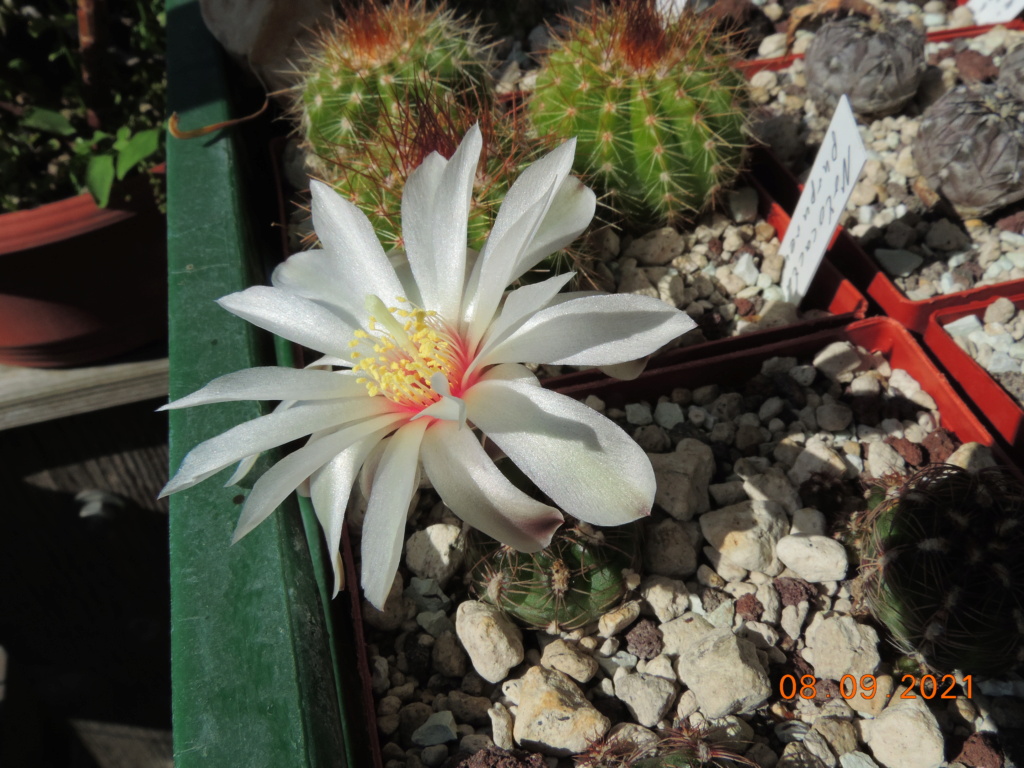 Cacti and Sukkulent in Köln, every day new flowers in the greenhouse Part 267 Bild8815