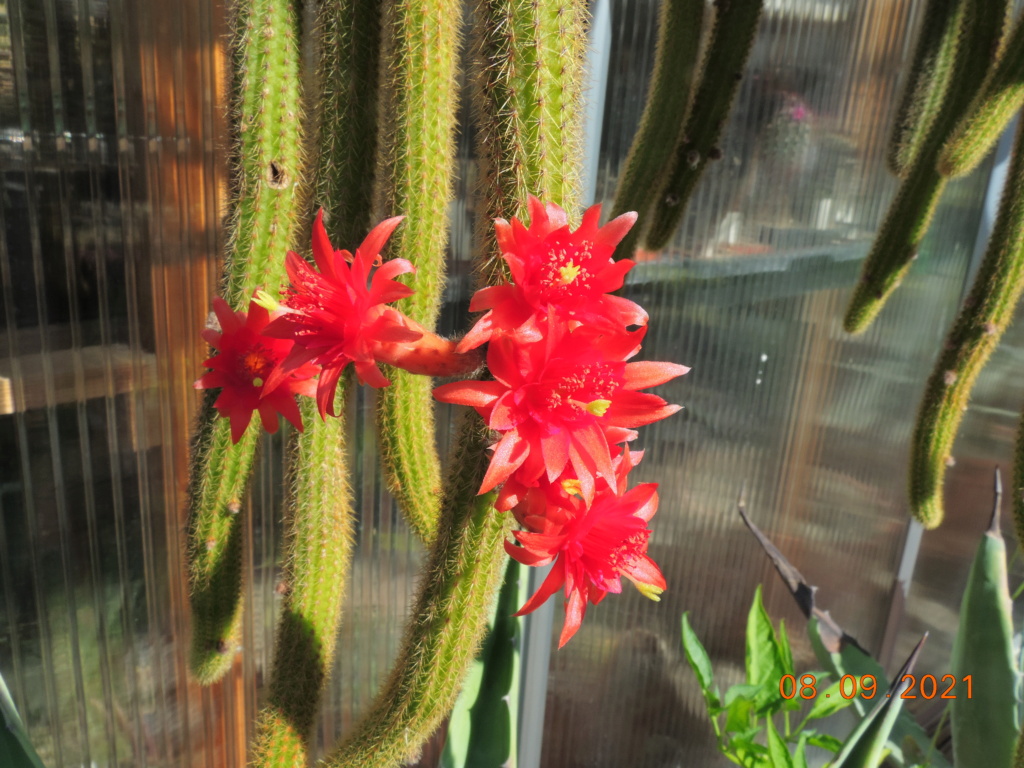 Cacti and Sukkulent in Köln, every day new flowers in the greenhouse Part 267 Bild8817