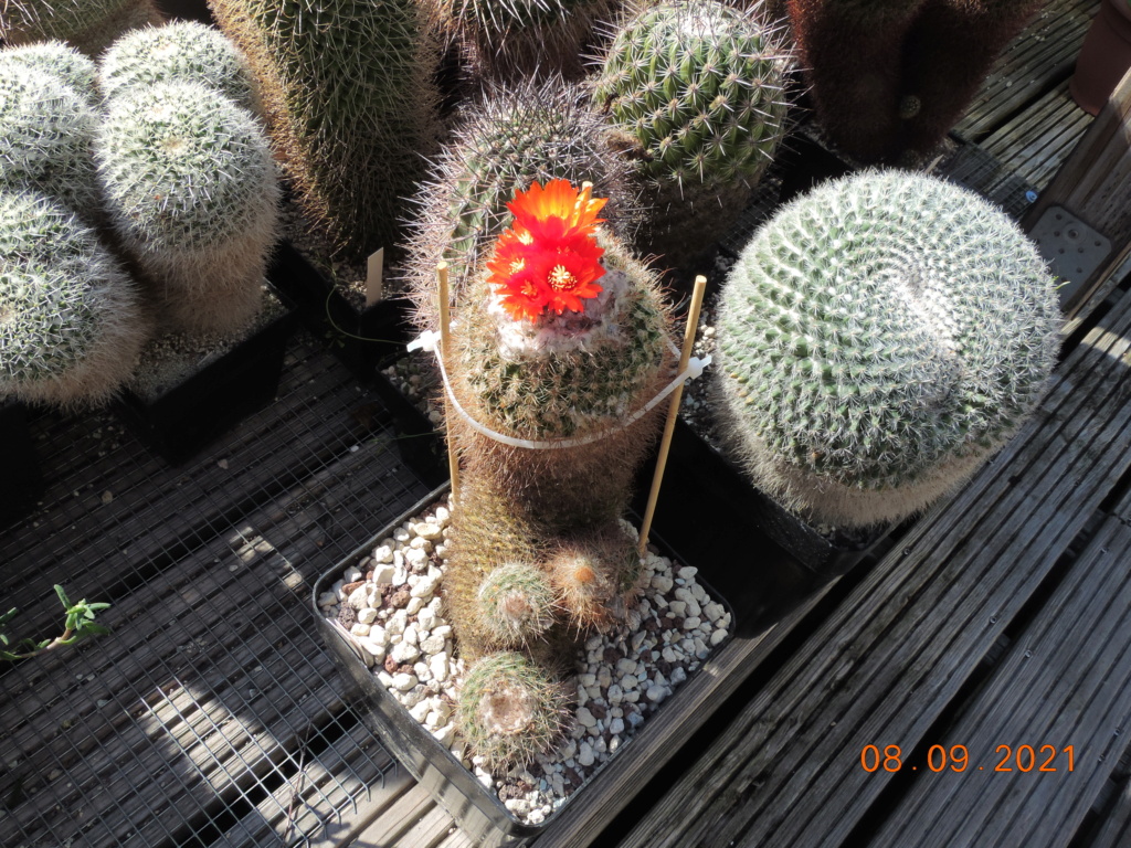 Cacti and Sukkulent in Köln, every day new flowers in the greenhouse Part 267 Bild8821
