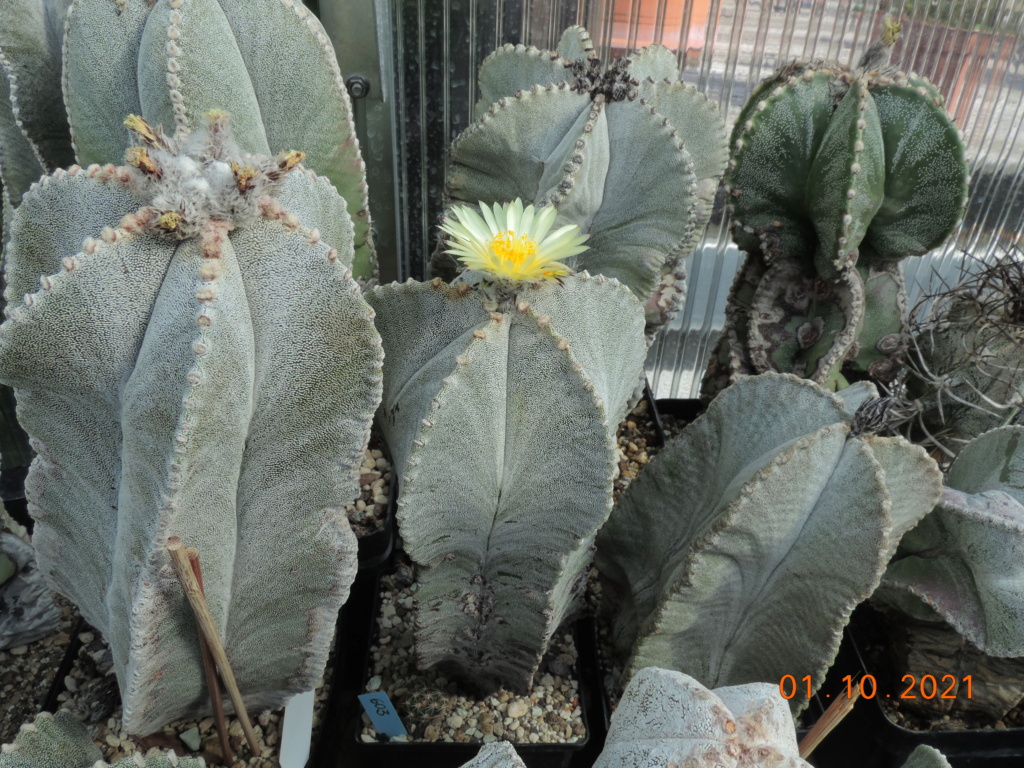 Cacti and Sukkulent in Köln, every day new flowers in the greenhouse Part 268 Bild8824