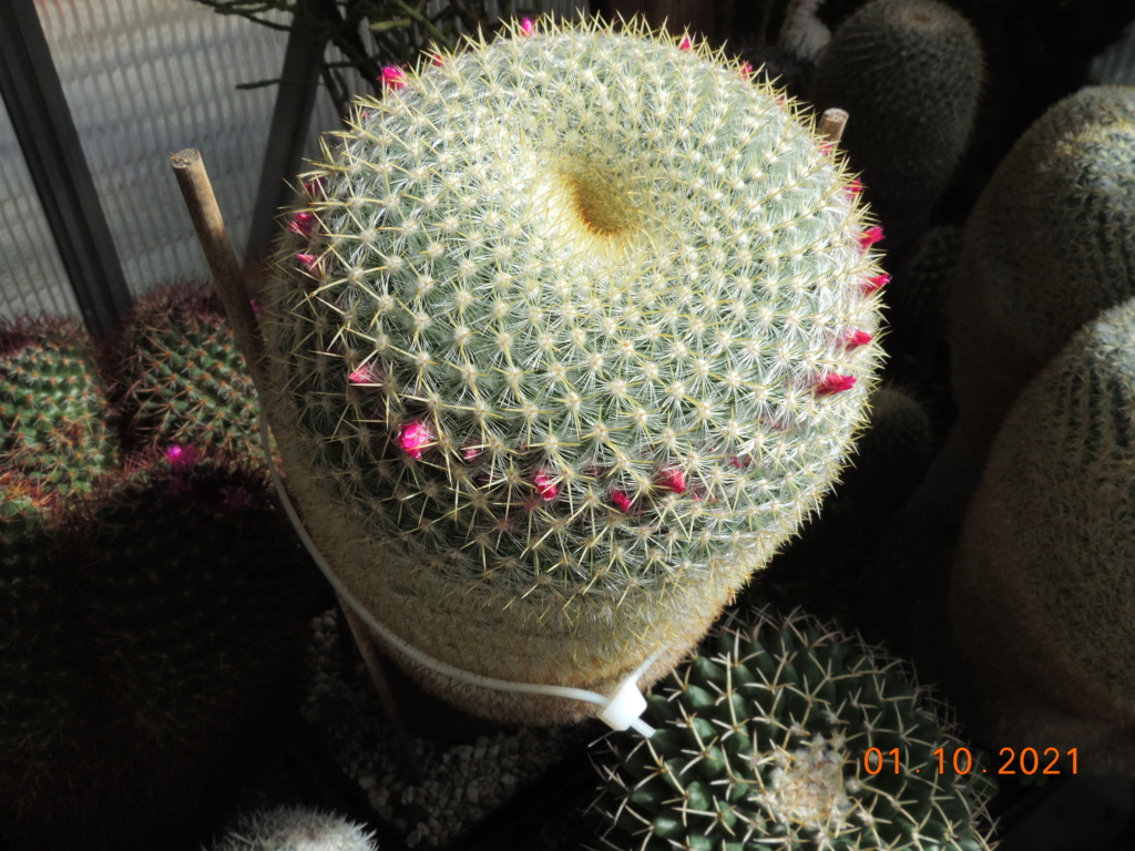 Cacti and Sukkulent in Köln, every day new flowers in the greenhouse Part 268 Bild8845
