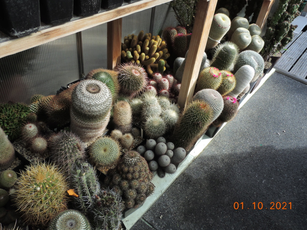 Cacti and Sukkulent in Köln, every day new flowers in the greenhouse Part 268 Bild8846