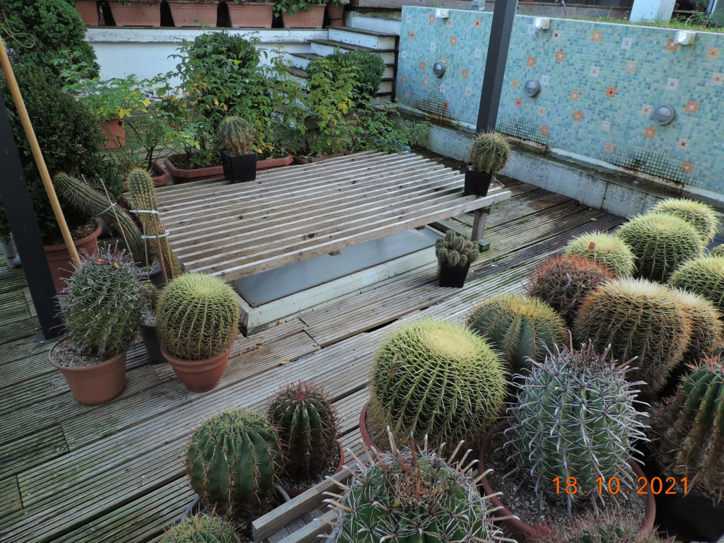 Cacti and Sukkulent in Köln, every day new flowers in the greenhouse Part 269 Bild8868