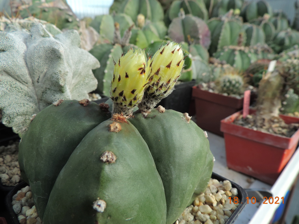 Cacti and Sukkulent in Köln, every day new flowers in the greenhouse Part 269 Bild8871