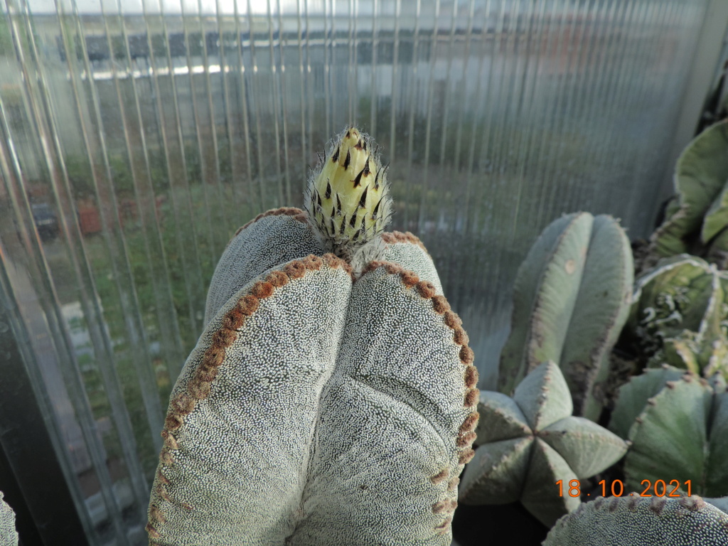 Cacti and Sukkulent in Köln, every day new flowers in the greenhouse Part 269 Bild8872