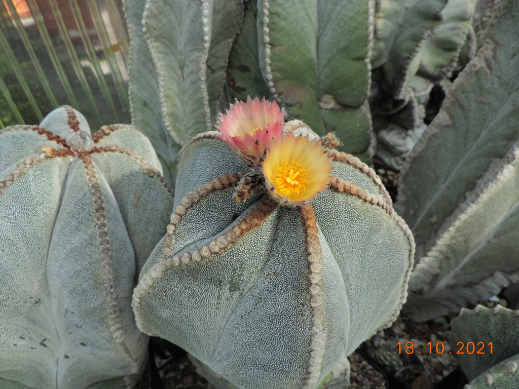 Cacti and Sukkulent in Köln, every day new flowers in the greenhouse Part 269 Bild8876