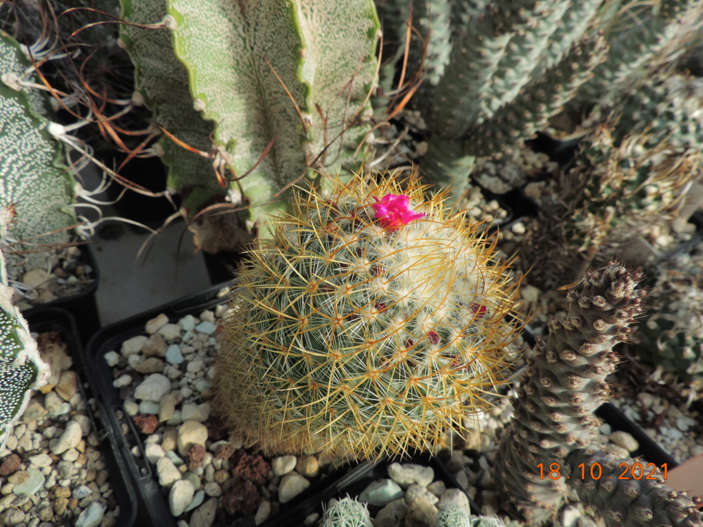 Cacti and Sukkulent in Köln, every day new flowers in the greenhouse Part 269 Bild8878