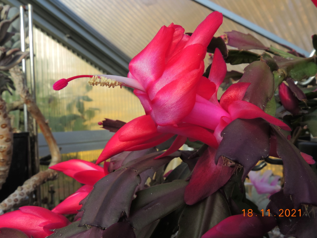 Cacti and Sukkulent in Köln, every day new flowers in the greenhouse Part 269 Bild8901