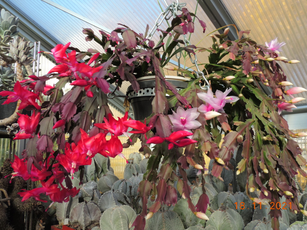 Cacti and Sukkulent in Köln, every day new flowers in the greenhouse Part 269 Bild8902