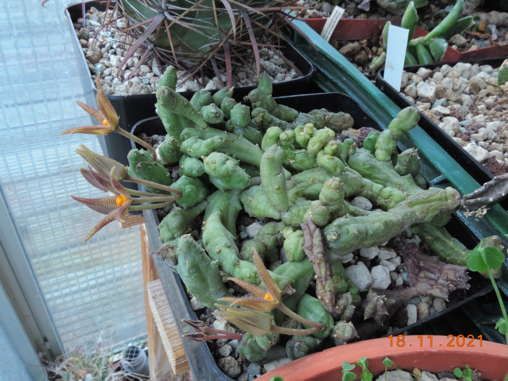 Cacti and Sukkulent in Köln, every day new flowers in the greenhouse Part 269 Bild8903