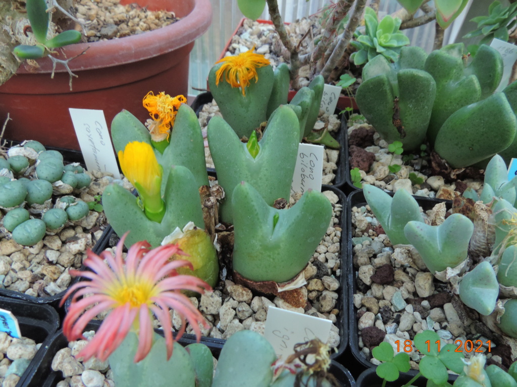 Cacti and Sukkulent in Köln, every day new flowers in the greenhouse Part 269 Bild8908