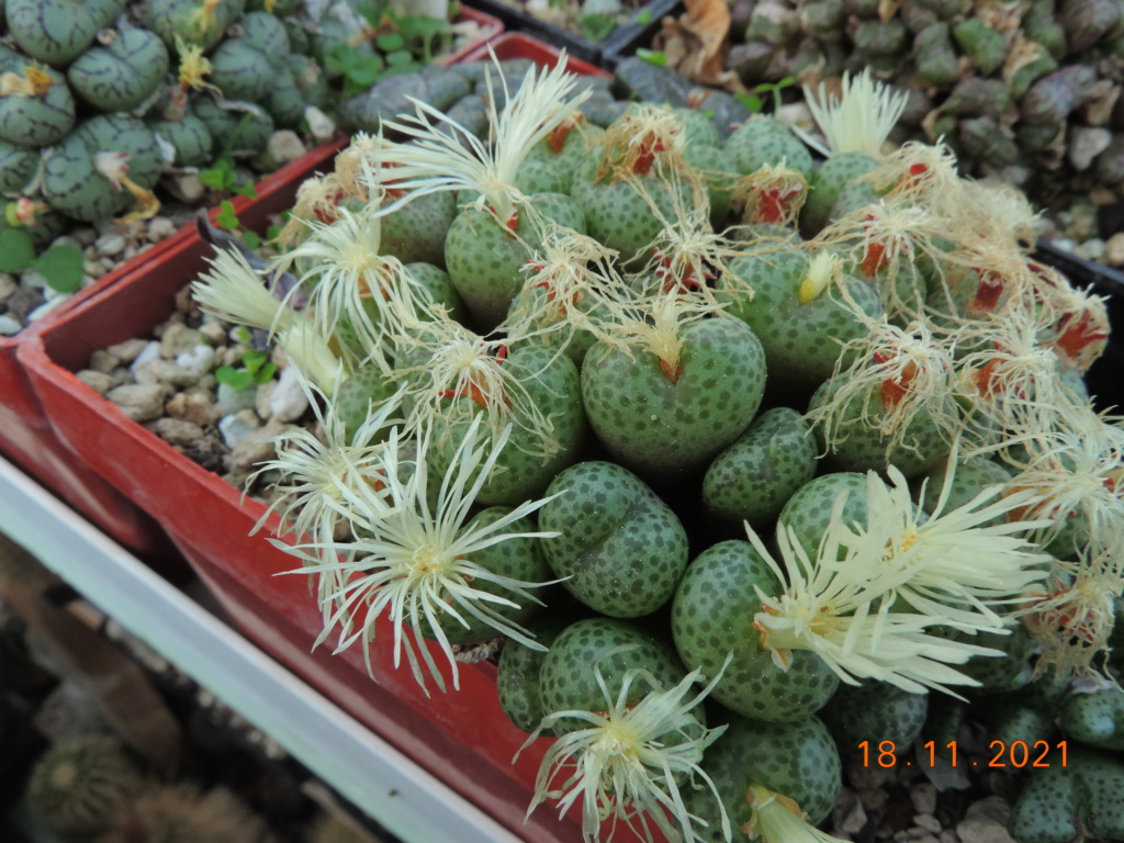 Cacti and Sukkulent in Köln, every day new flowers in the greenhouse Part 269 Bild8909