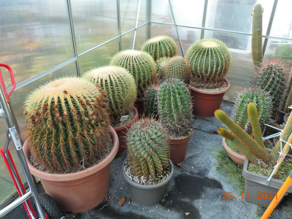 Cacti and Sukkulent in Köln, every day new flowers in the greenhouse Part 270 Bild8921