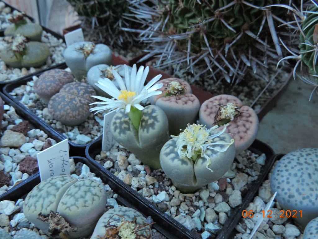 Cacti and Sukkulent in Köln, every day new flowers in the greenhouse Part 270 Bild8948