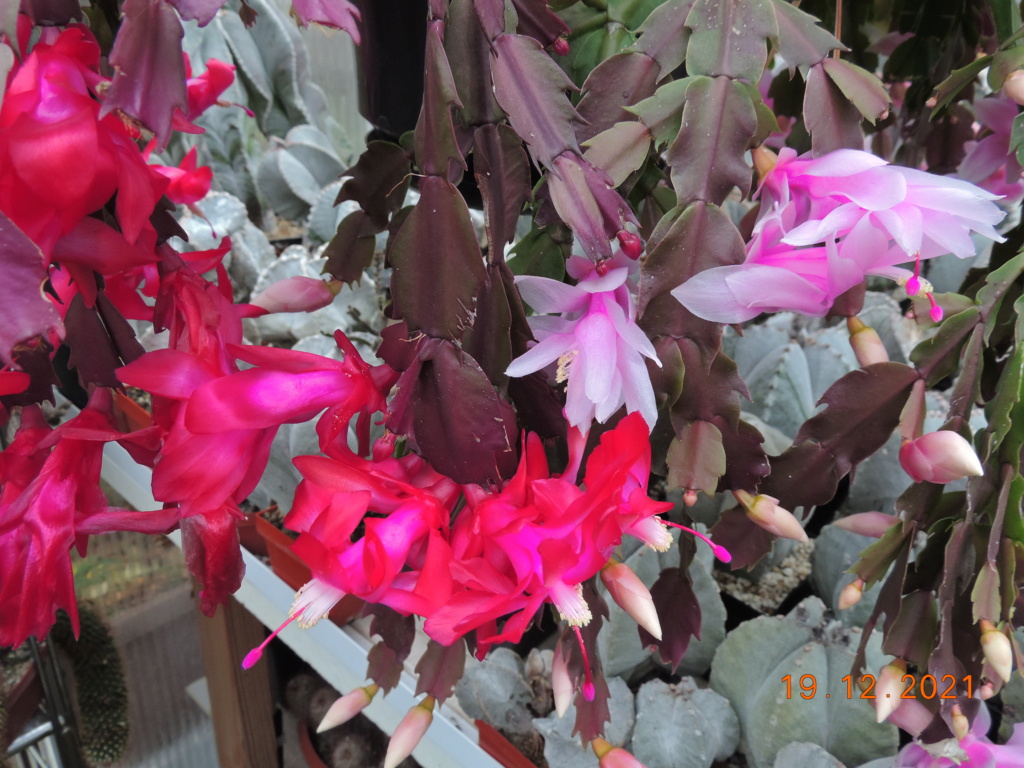 Cacti and Sukkulent in Köln, every day new flowers in the greenhouse Part 271 Bild8972